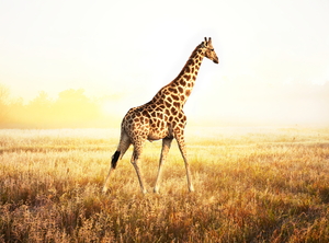  giraffe 