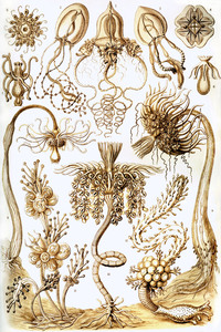ernst haeckel