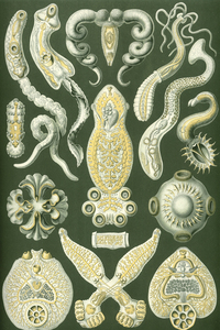 ernst haeckel Naturalist