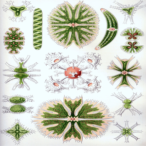 ernst haeckel illustrations