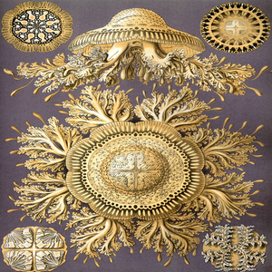 ernst haeckel illustrations