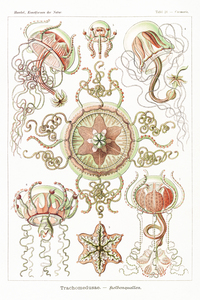 ernst haeckel Naturalist