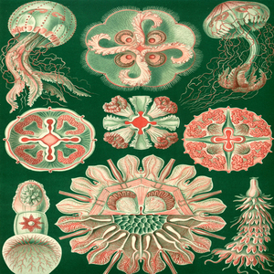 ernst haeckel illustrations Discomedusae