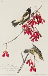 01 John James Audubon  8