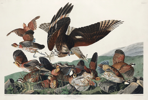 25  John James Audubon 123