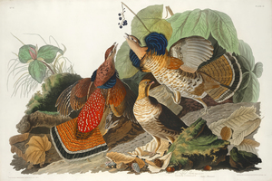 25  John James Audubon 146