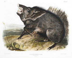 25  John James Audubon 181