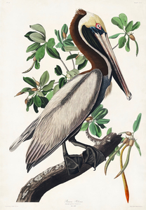 25  John James Audubon 41