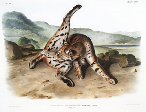 25  John James Audubon 50