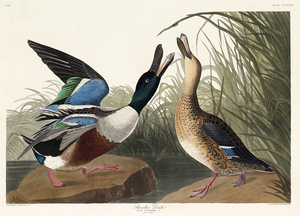 25  John James Audubon 68