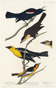 25  John James Audubon 77