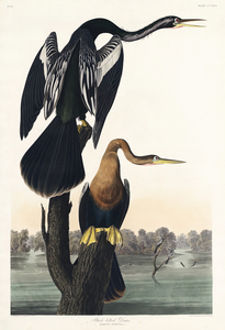 25  John James Audubon 88