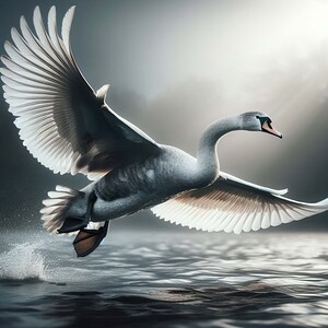 418 A grey swan Flying Through the Air With Its W