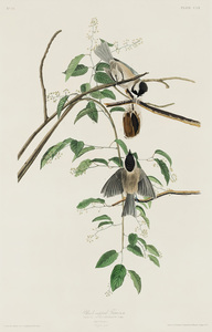 5955 John James Audubon  103