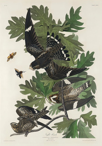 5955 John James Audubon  148