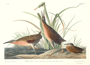 5955 John James Audubon  17