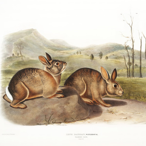 5955 John James Audubon  74