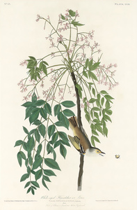 6182 John James Audubon  14