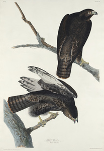 6182 John James Audubon  24