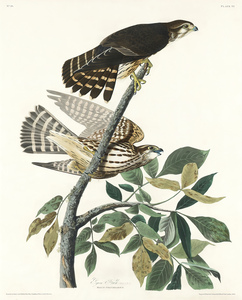 6182 John James Audubon  3