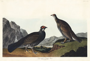 6182 John James Audubon  32