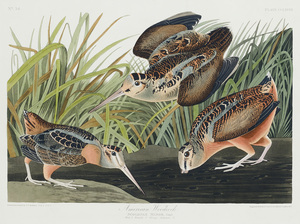 6182 John James Audubon  43