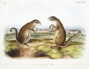 6182 John James Audubon  61