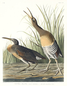 6182 John James Audubon  7