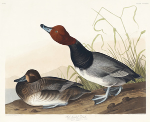 6182 John James Audubon  74