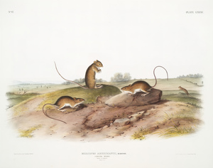 6182 John James Audubon  82