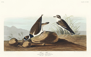 6182 John James Audubon  87