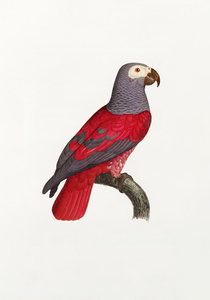 6362 Parrot