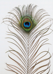 7782 peacock feathers