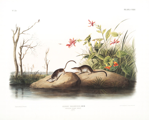 John James Audubon 22