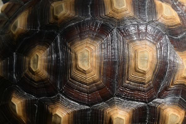 7944 the turtle shell Print