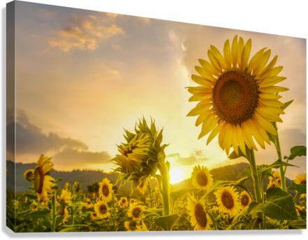 sunflower Canvas Print