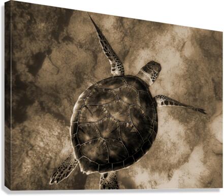 Turtle Canvas Print