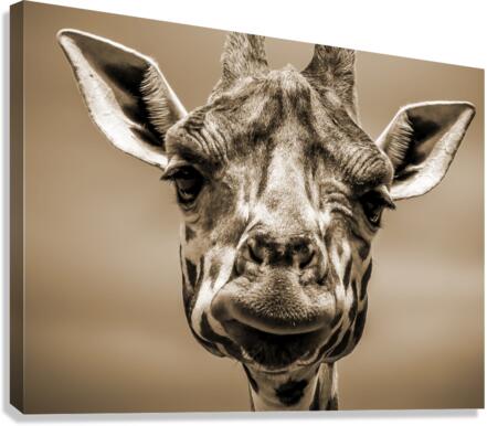 giraffe Canvas Print