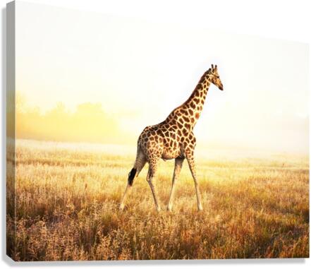  giraffe  Canvas Print