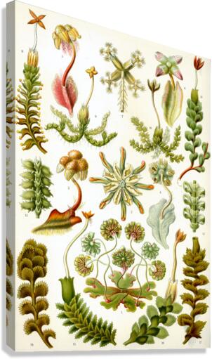 ernst haeckel Canvas Print