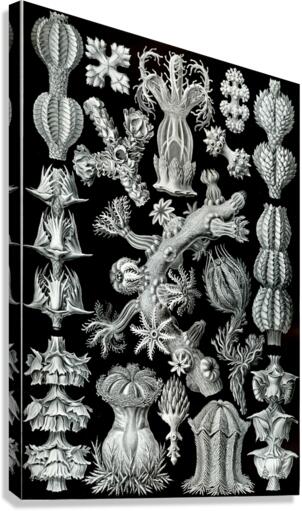 ernst haeckel Canvas Print