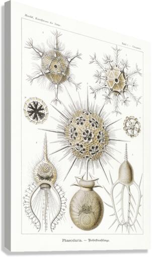 ernst haeckel Canvas Print