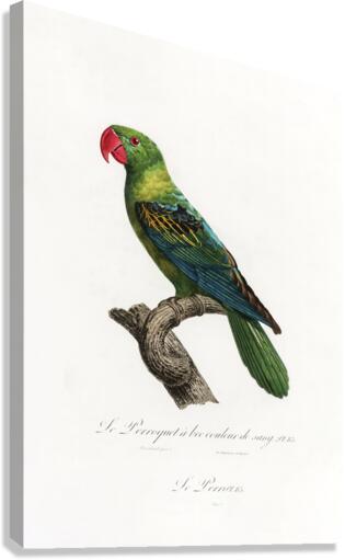 6476 Parrot Canvas Print