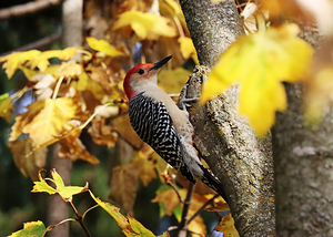 Red Bellied Woodpecker In Fall Maple Tree