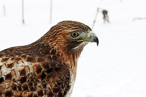 Red Tailed Hawk Close Up