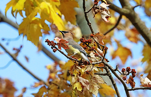 Cedar Waxwing Perched In Fall Maple Tree