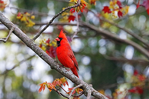 Northern Red Cardinal In Spring Red