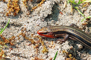 Male Five Lined Skink Close Up