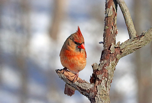 Timid Female Northern Red Cardinal