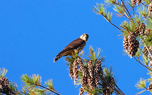 Merlin And Pine Cones II
